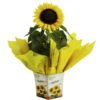floricultura online e entrega de flores - girassol plantado