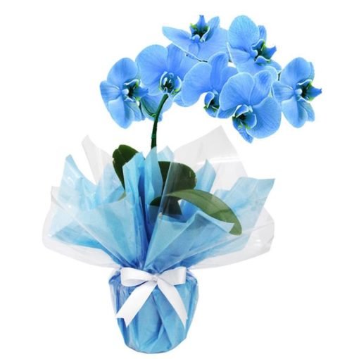 floricultura online e entrega de flores orquídea azul