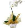 floricultura online e entrega de flores - orquídeas phalaenopsis branca