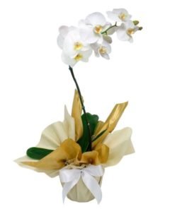 floricultura online e entrega de flores - orquídeas phalaenopsis branca