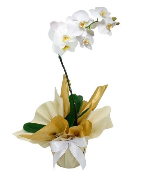 floricultura online e entrega de flores - orquídeas phalaenopsis branca