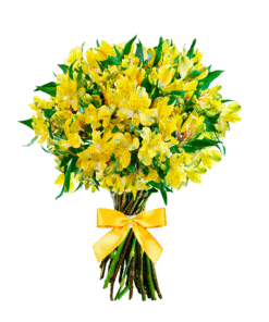 floricultura online e entrega de flores - astromélias amarelas