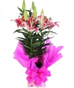 floricultura e entrega de flores lírio rosa no vaso