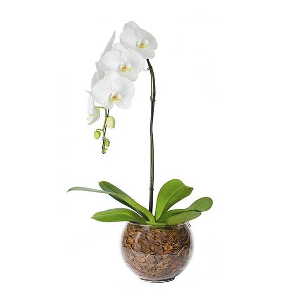 Orquídea Branca Cascata - Especiale