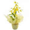 floricultura online e entrega de flores - Orquídea chuva de ouro