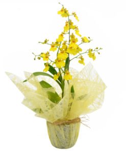 floricultura online e entrega de flores - Orquídea chuva de ouro