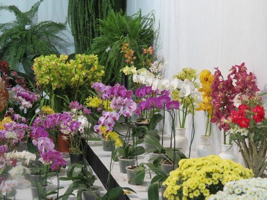orquídeas de várias cores como opção de presente